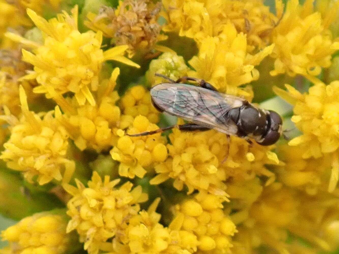 Image of Syrphid fly