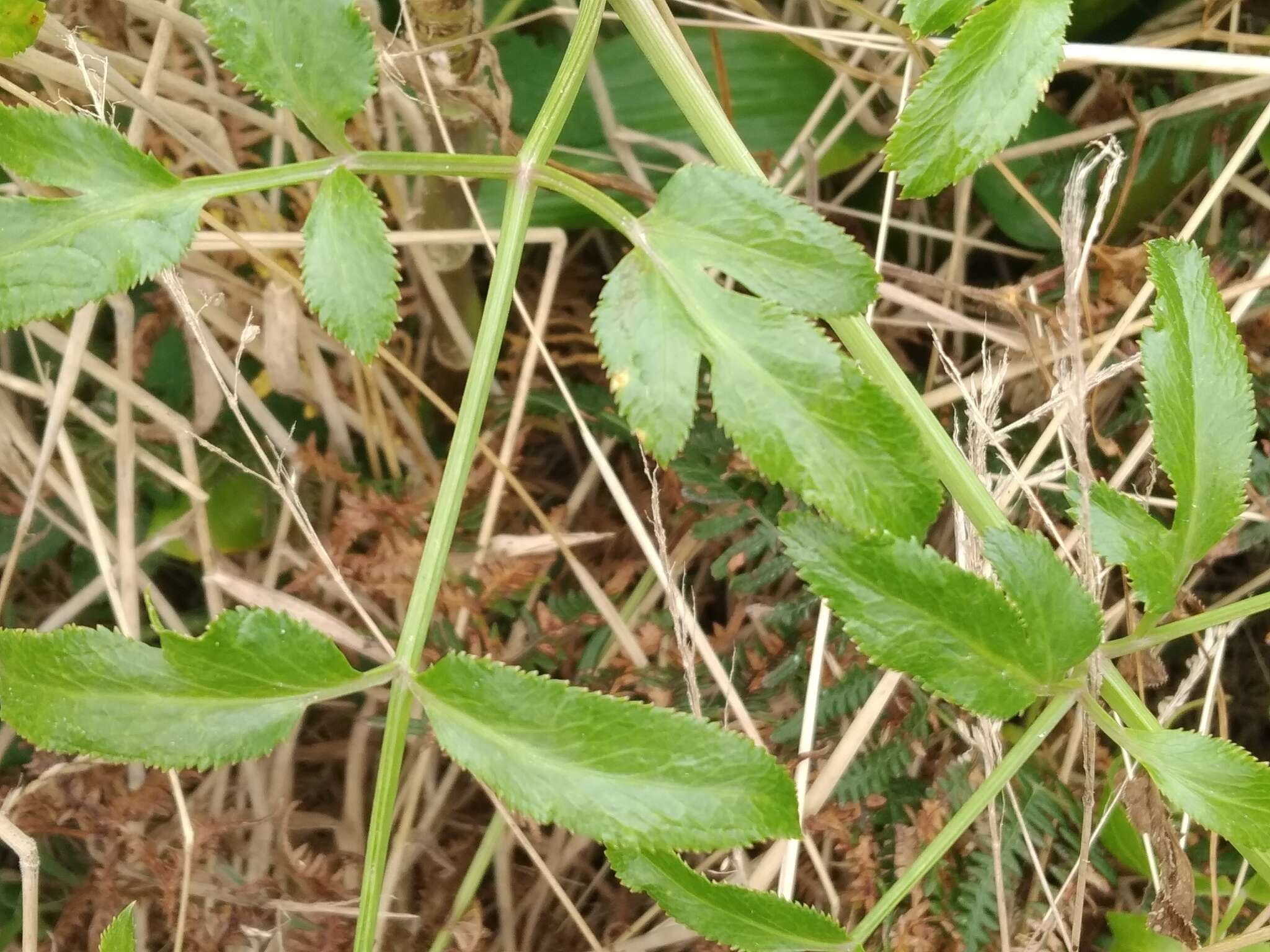 Image of Ammi trifoliatum (H. C. Watson) Trelease