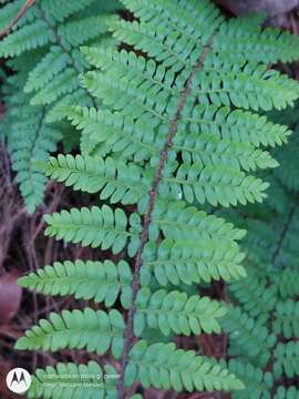 Image of royal lipfern