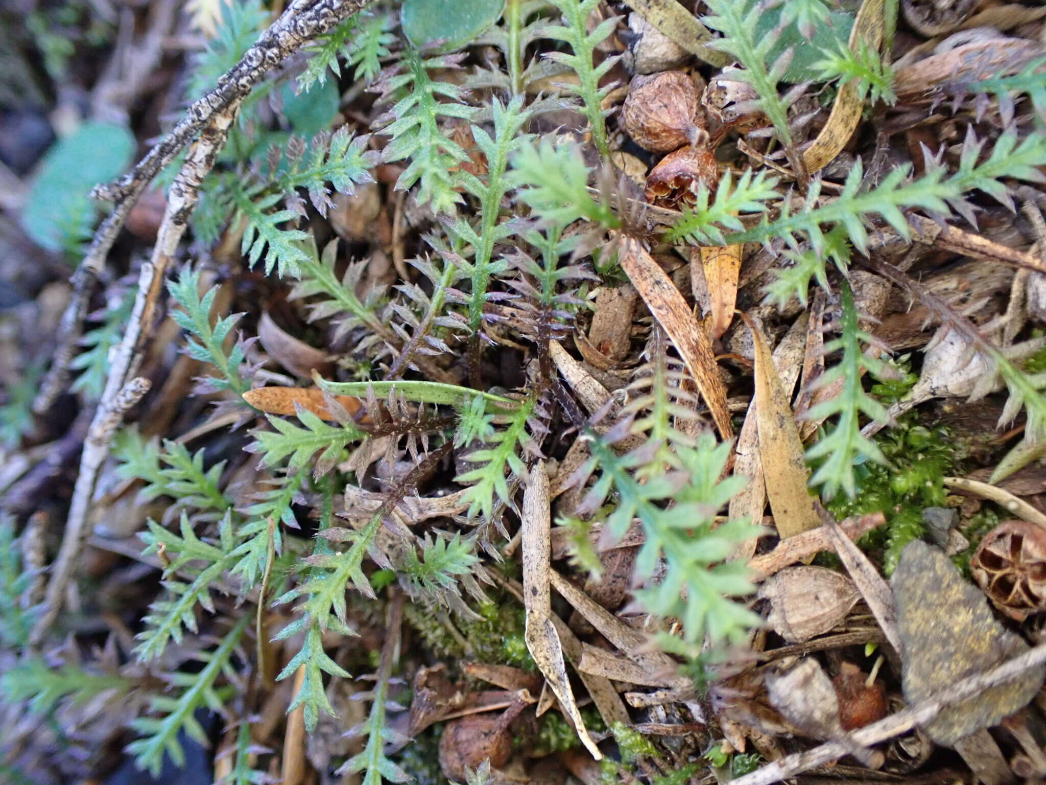 Image of Leptinella pusilla Hook. fil.