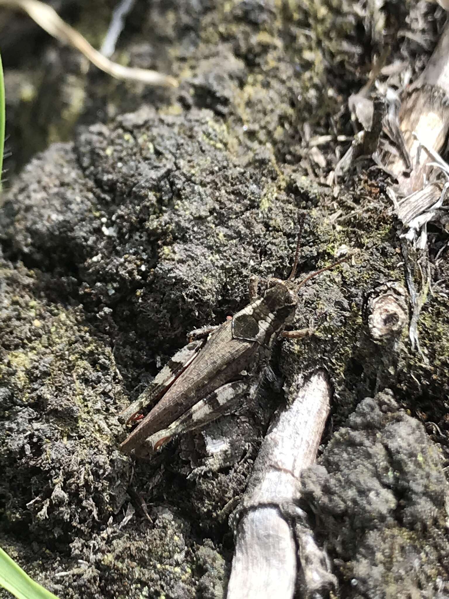 Baeacris bogotensis (Carbonell & Ronderos 1973)的圖片