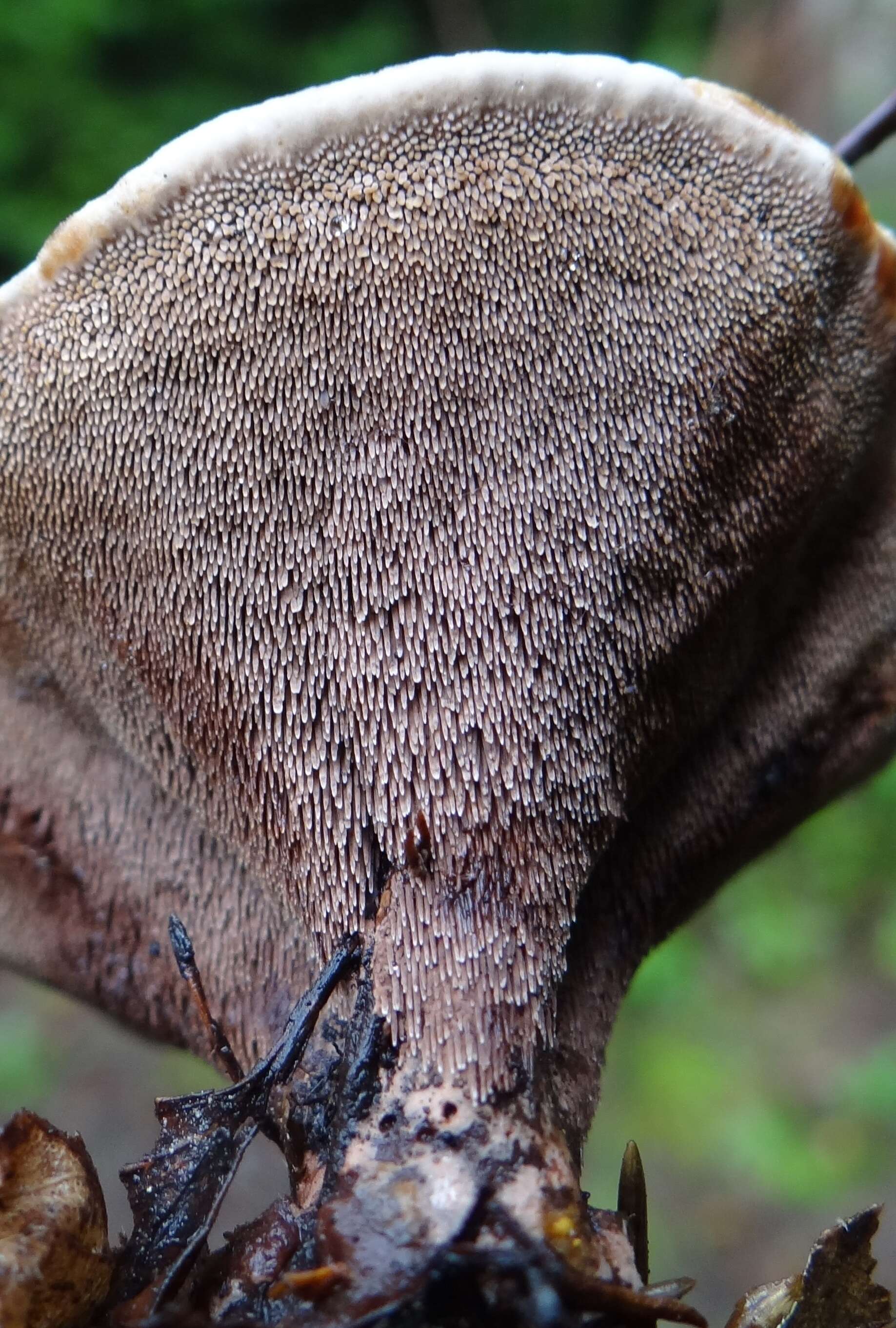 Image of Zoned tooth