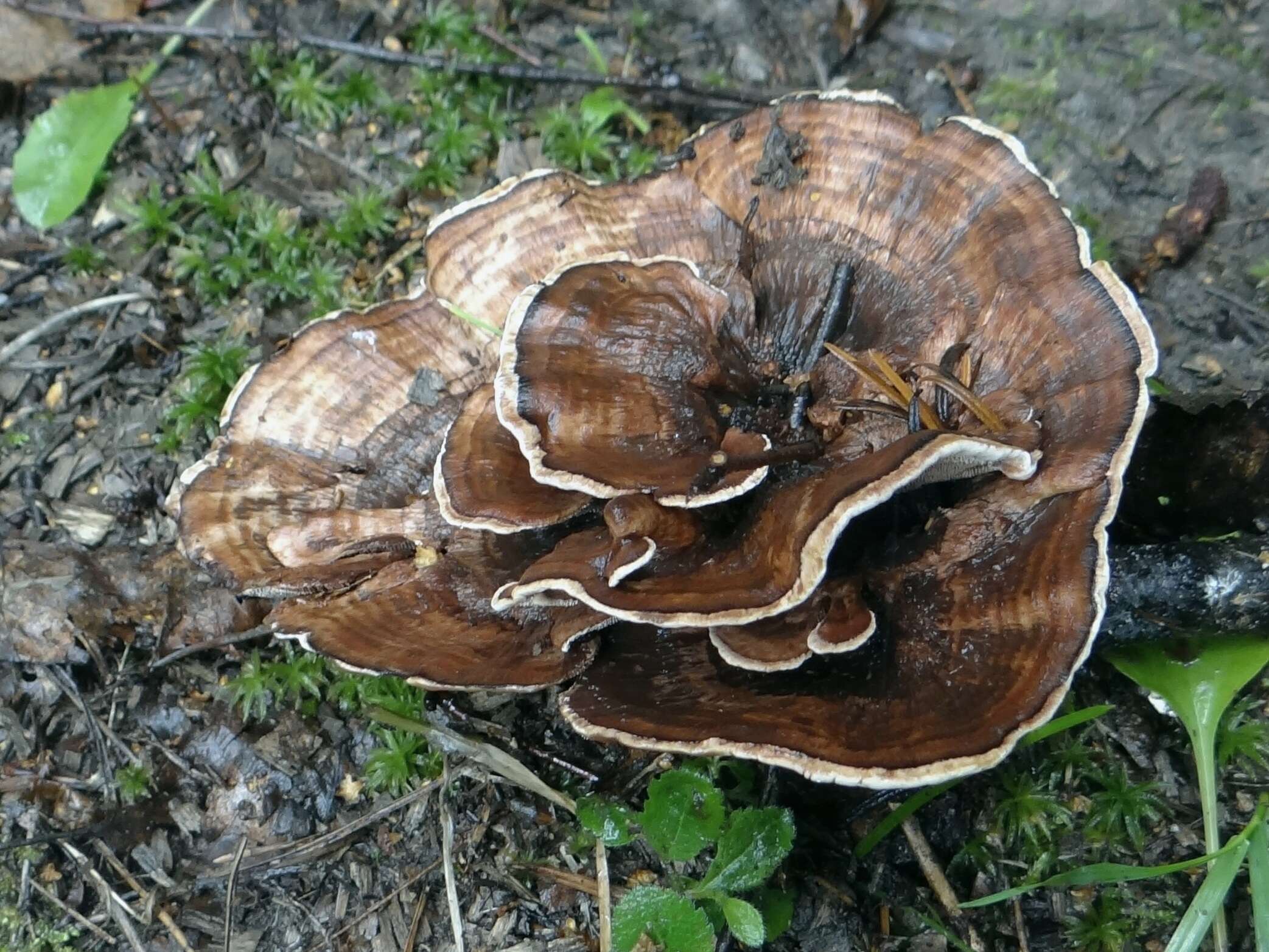 Image of Zoned tooth