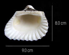 Plancia ëd Larkinia grandis (Broderip & G. B. Sowerby I 1829)