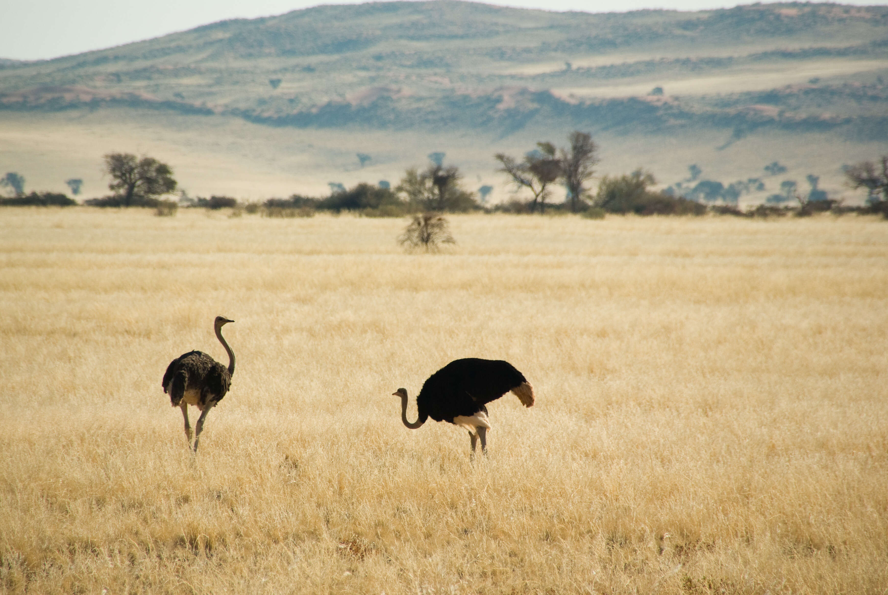 Image of South African Ostrich