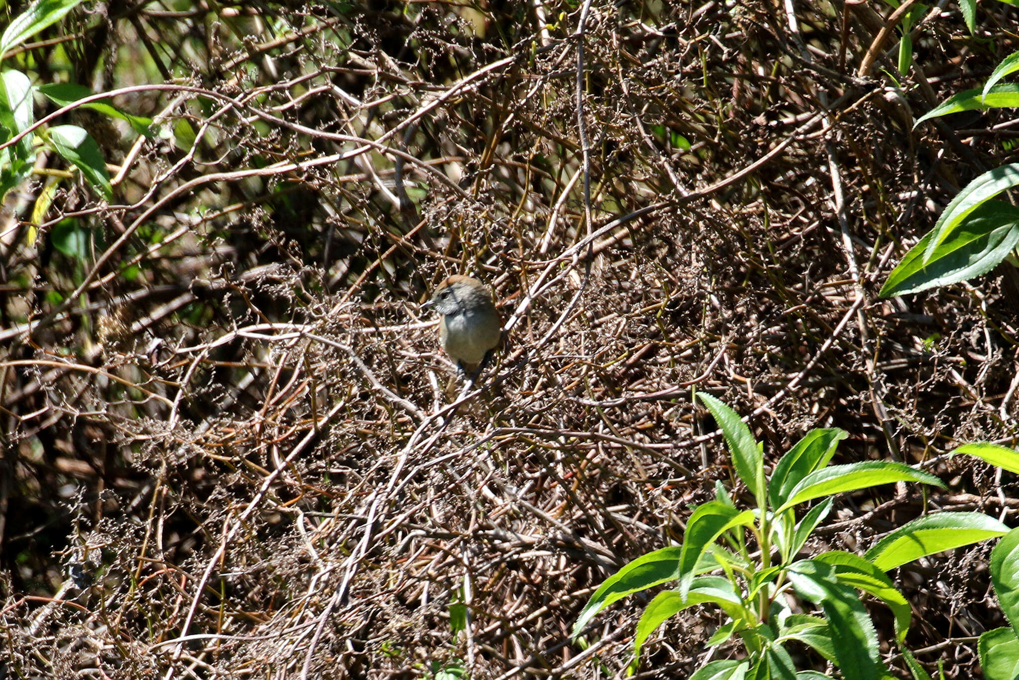 Image of Silvery-throated Spinetail