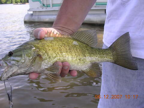 Image of Smallmouth Bass