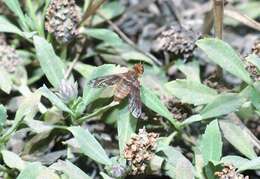 Image of Paranthrax rufiventris (Blanchard 1852)