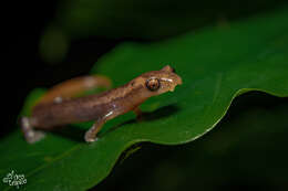 Image of Southern Banana Salamander