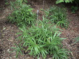 Image of broadleaf bamboo