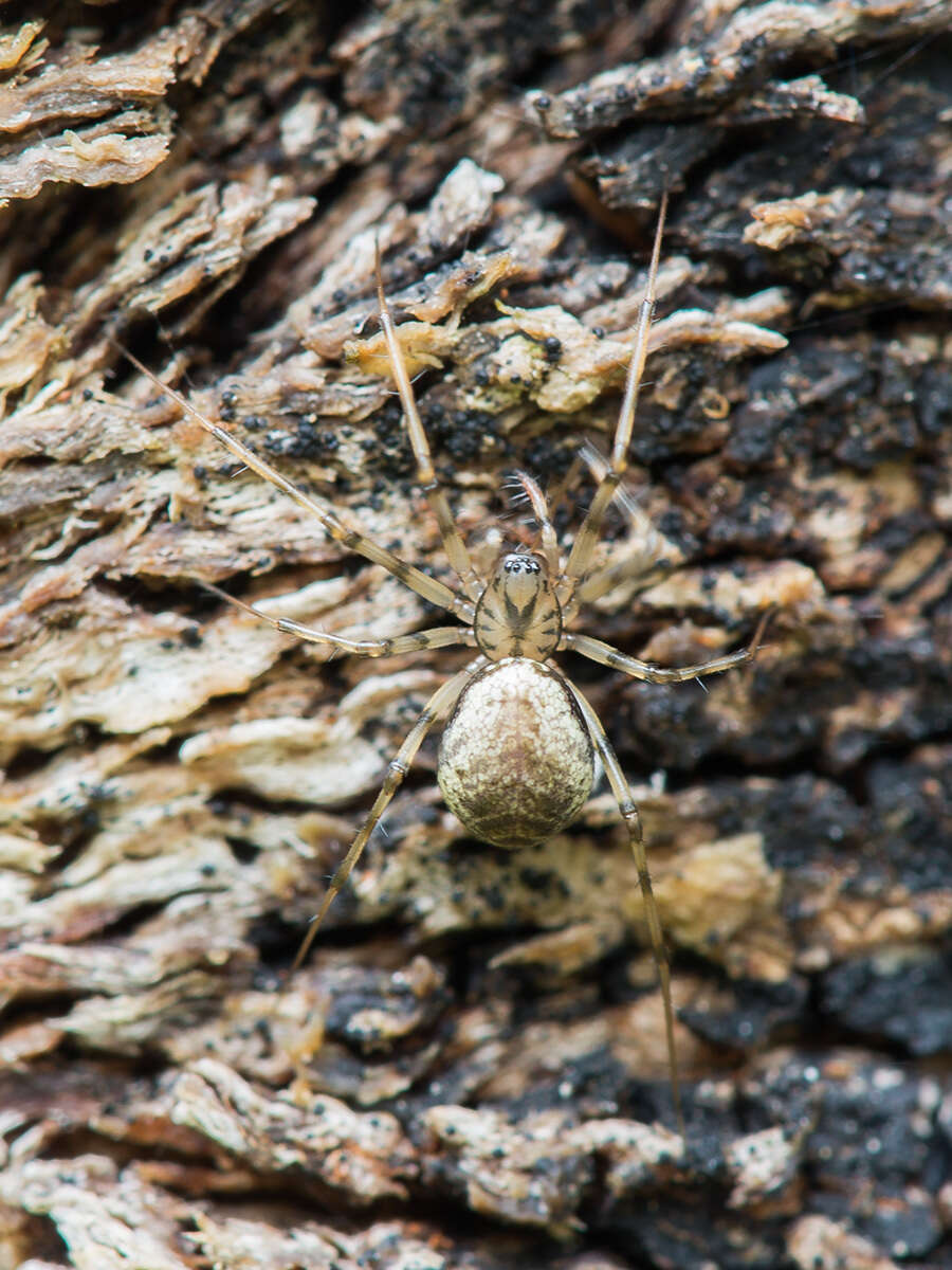 Image of Drapetisca socialis (Sundevall 1833)