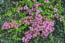 Image of creeping thyme