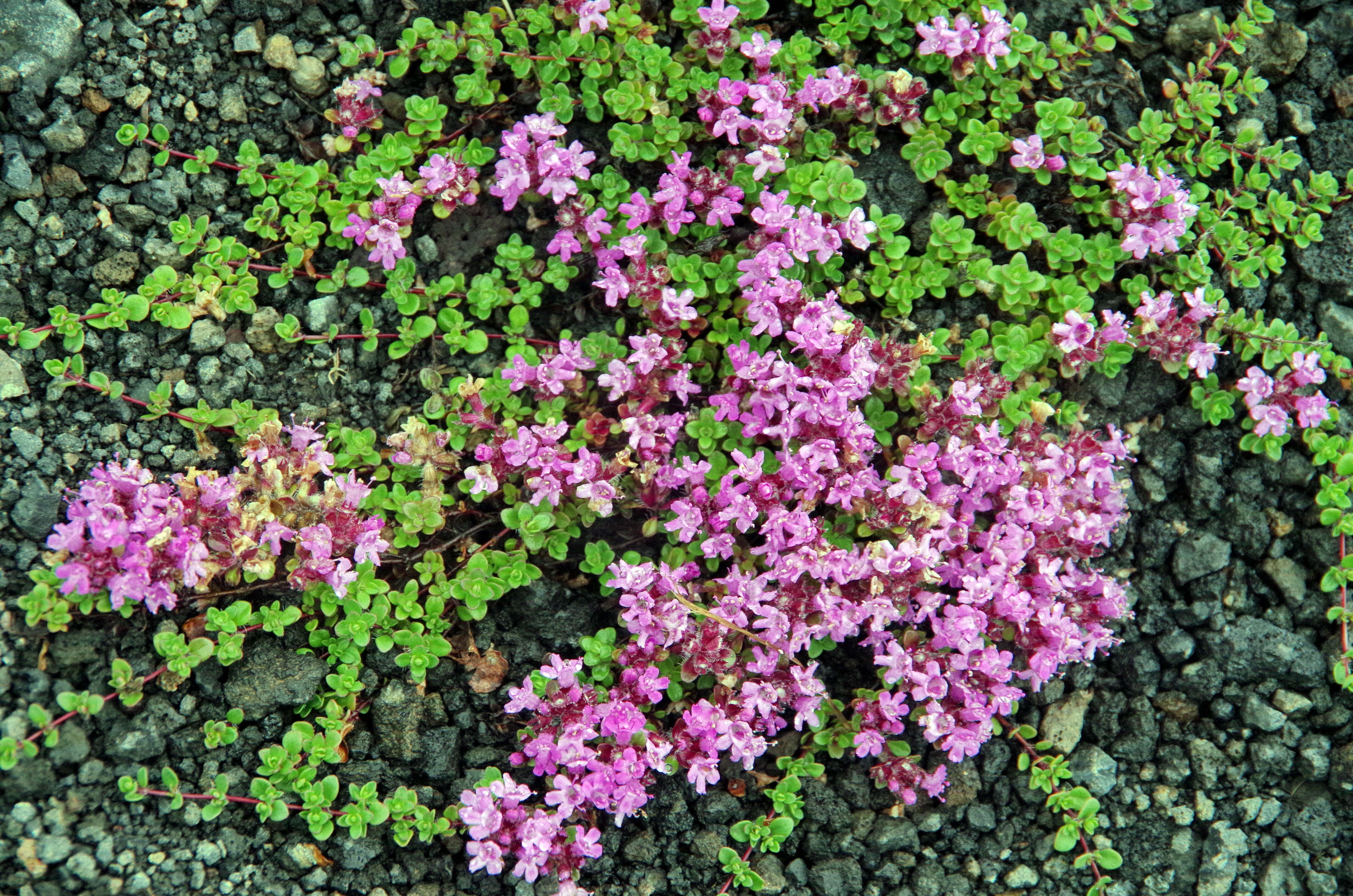 Image of creeping thyme