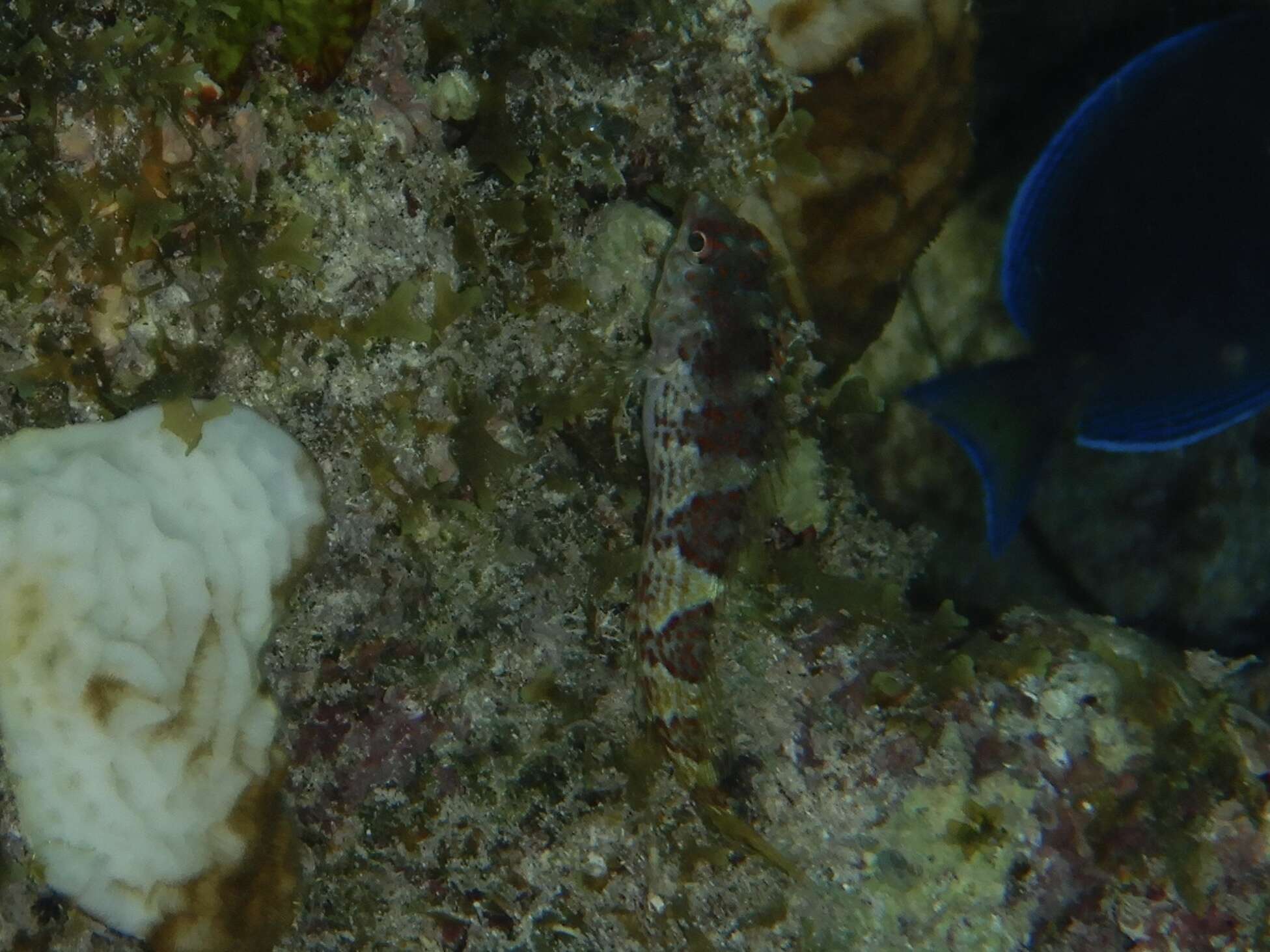 Image of Saddled Blenny