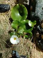 Image of Mount Cook buttercup
