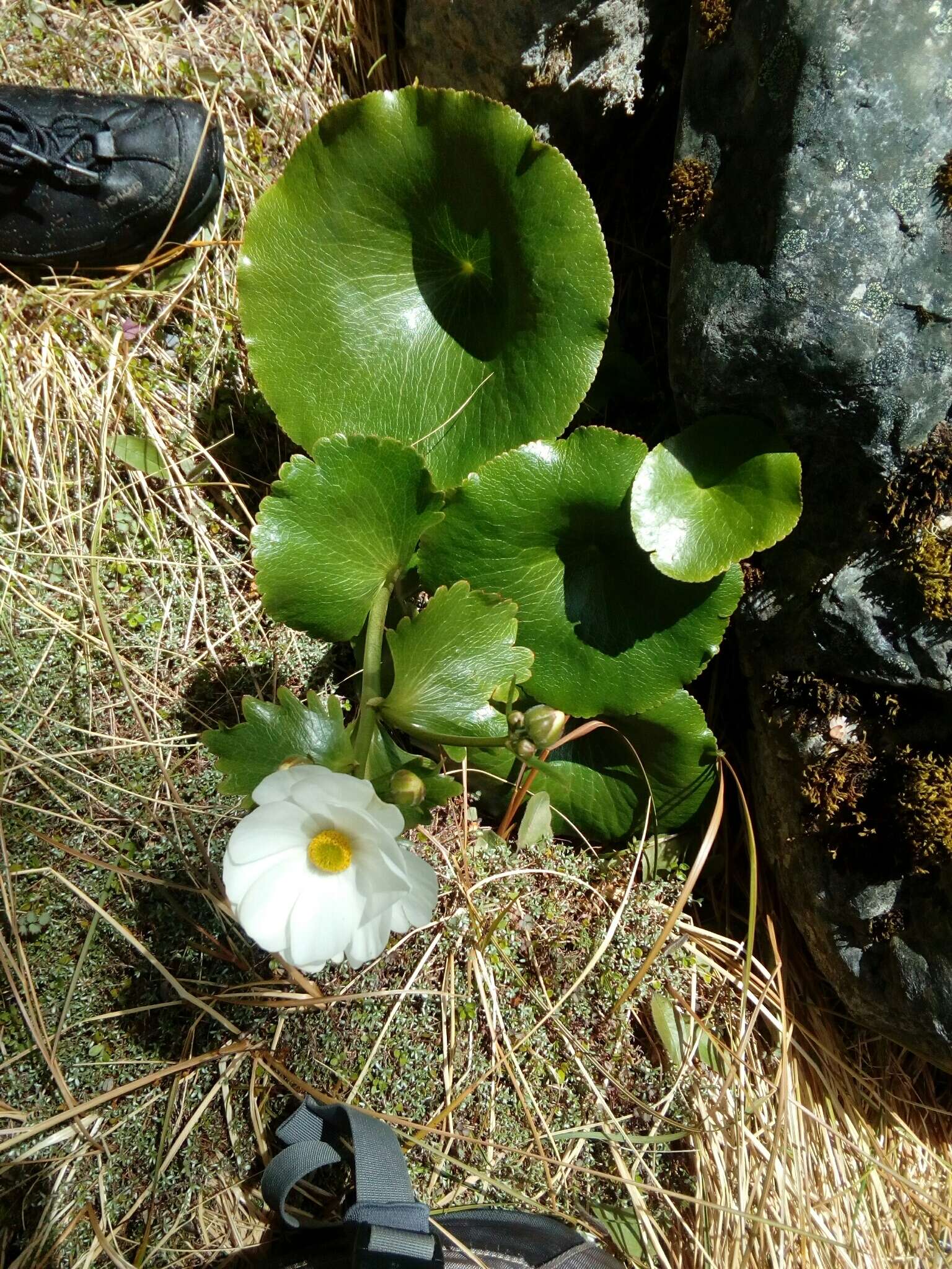Image of Mount Cook buttercup