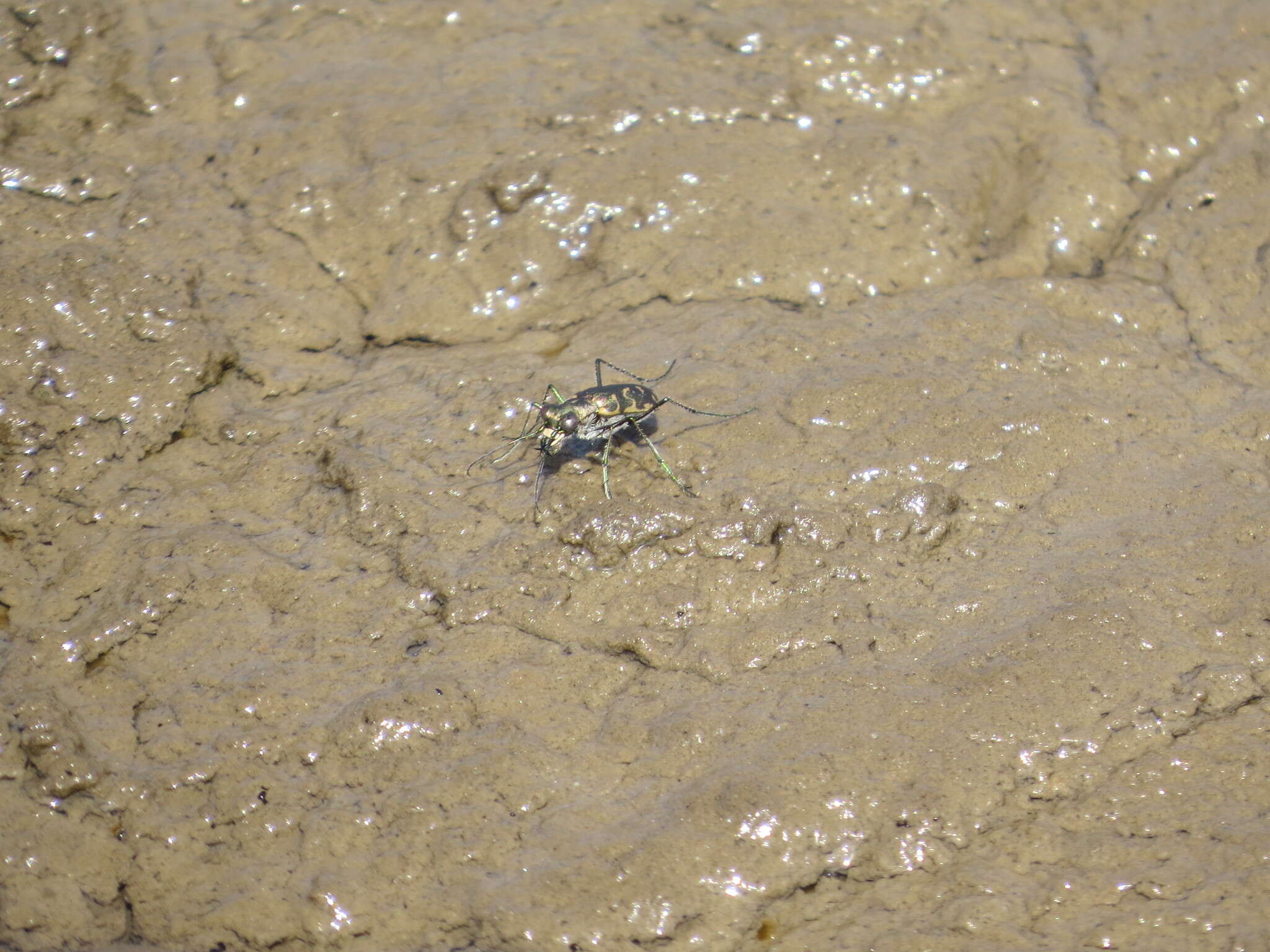 Plancia ëd Cicindela (Cicindelidia) trifasciata sigmoidea Le Conte 1851