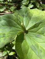 صورة Trillium albidum subsp. parviflorum (V. G. Soukup) K. L. Chambers & S. C. Meyers