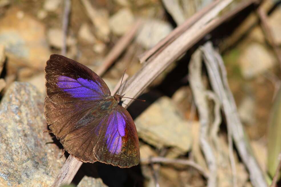 Image of Arhopala bazalus (Hewitson 1862)