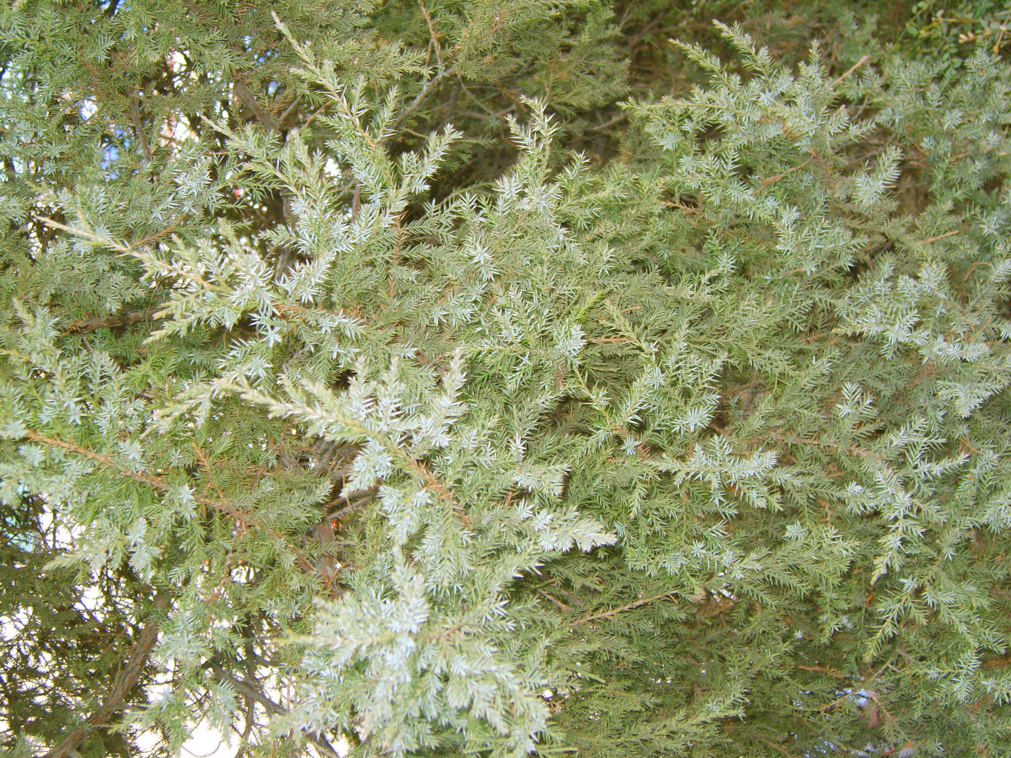 Image of Chinese Juniper