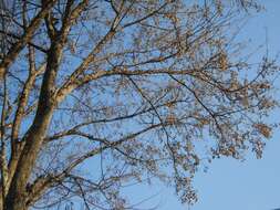 Image of three-toothed maple