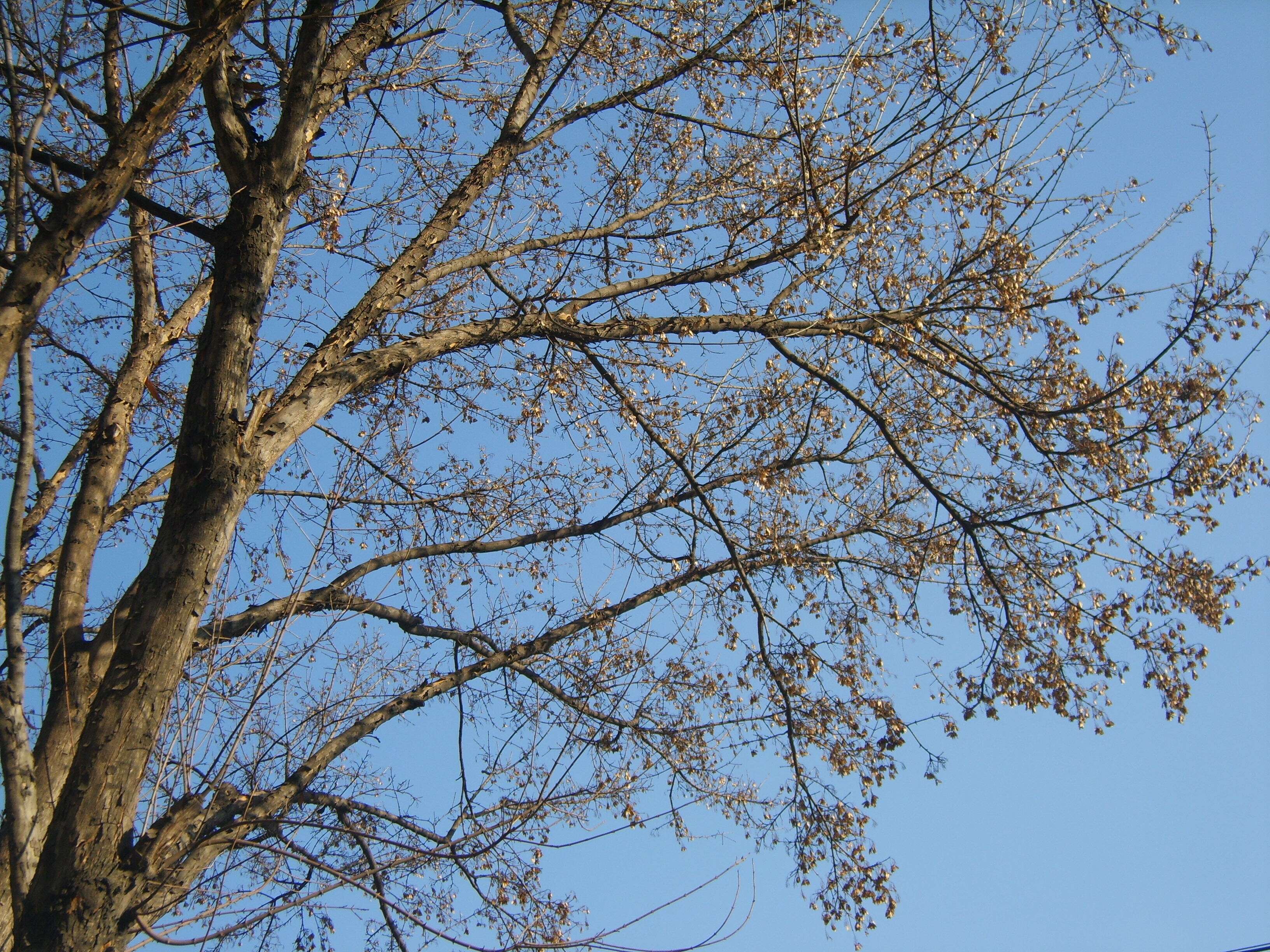 Image of three-toothed maple