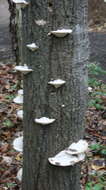 Image of Trametes gibbosa (Pers.) Fr. 1838