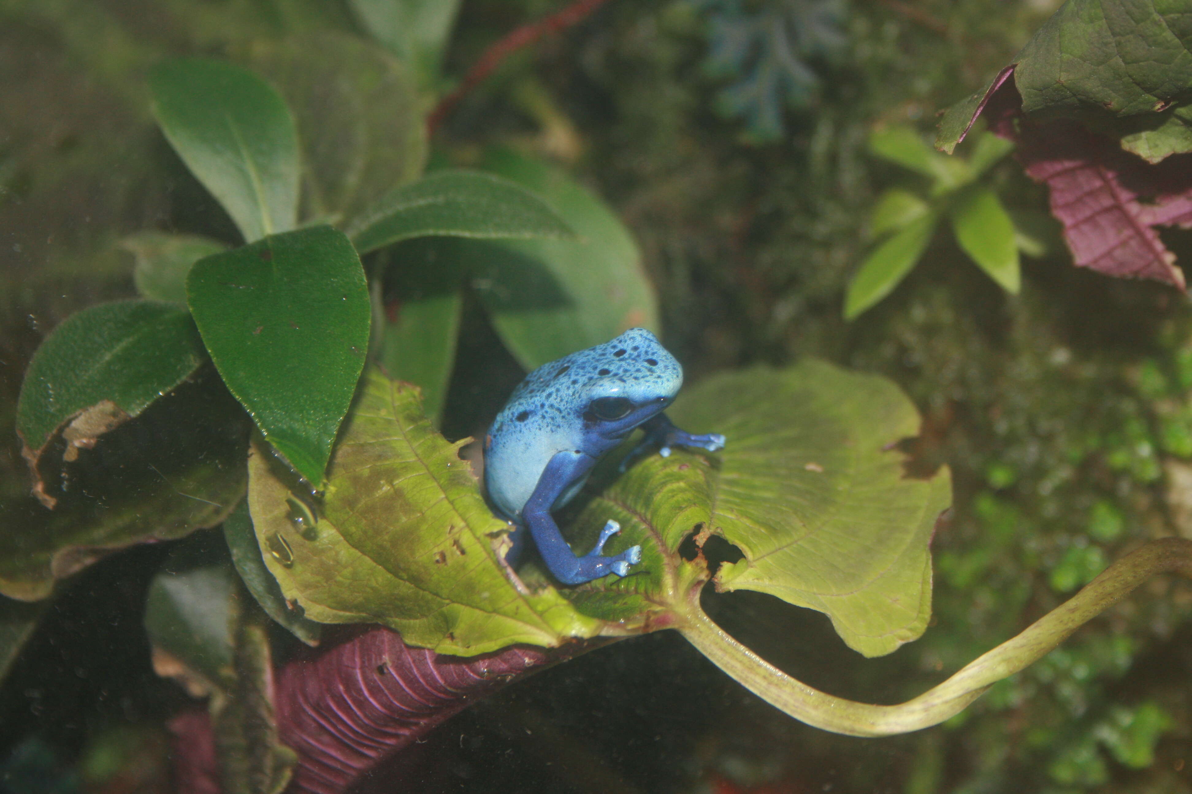 Image of Dendrobates azureus