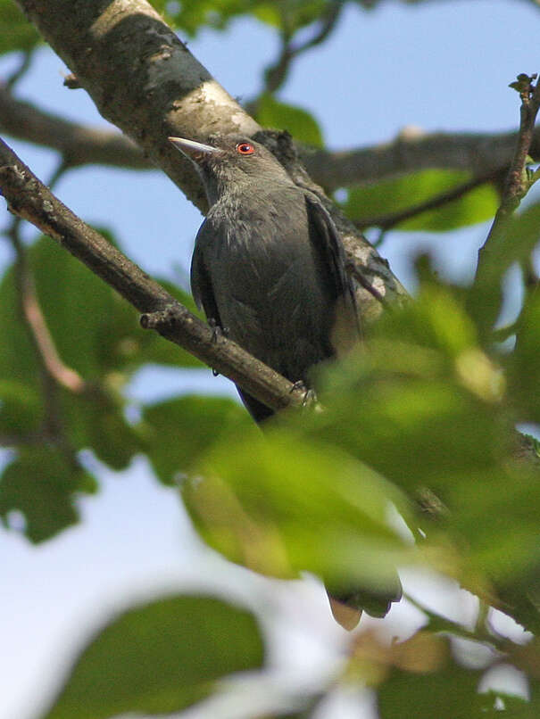 Image of Plumbeous Tyrant