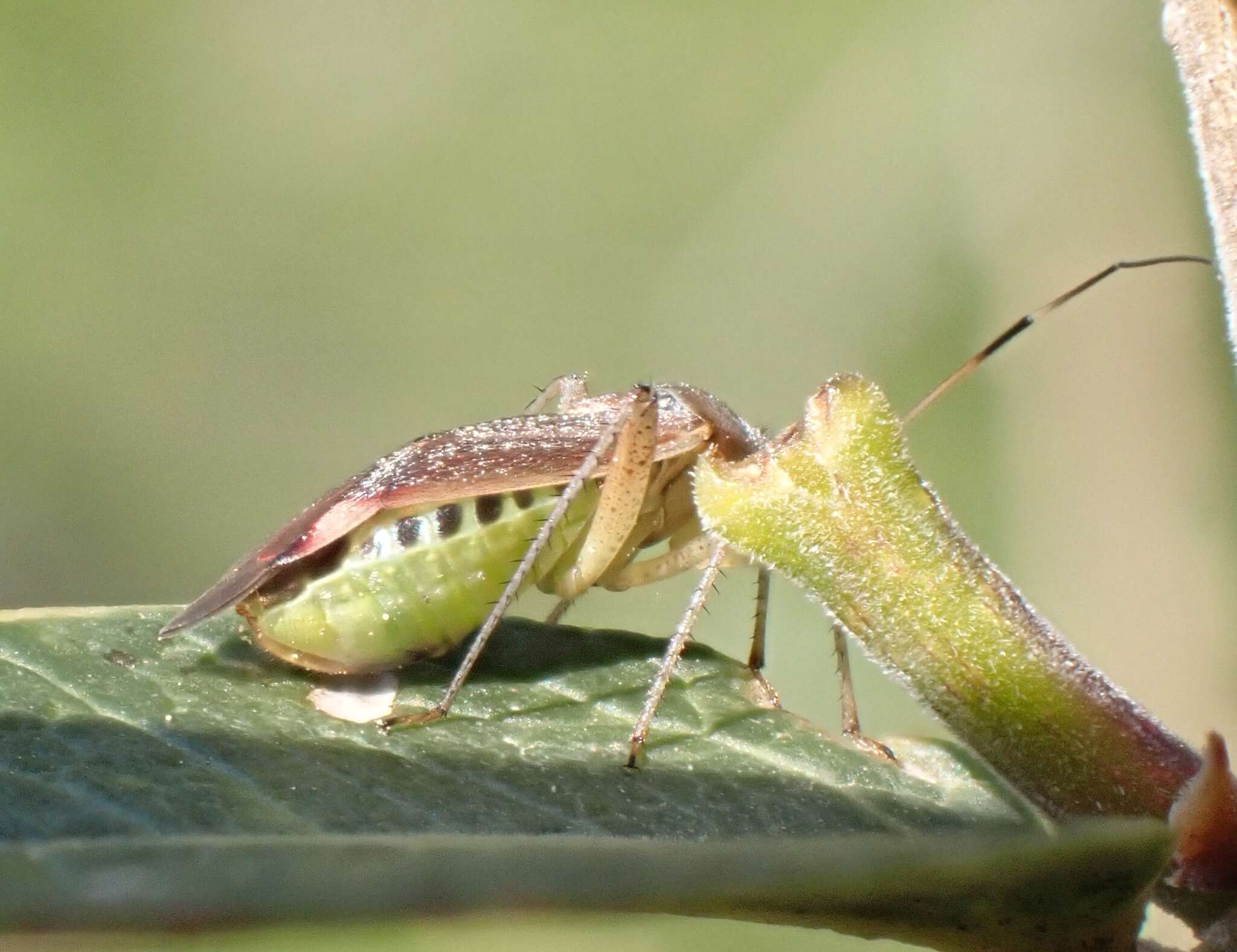 Image of Closterotomus annulus (Brulle 1832)