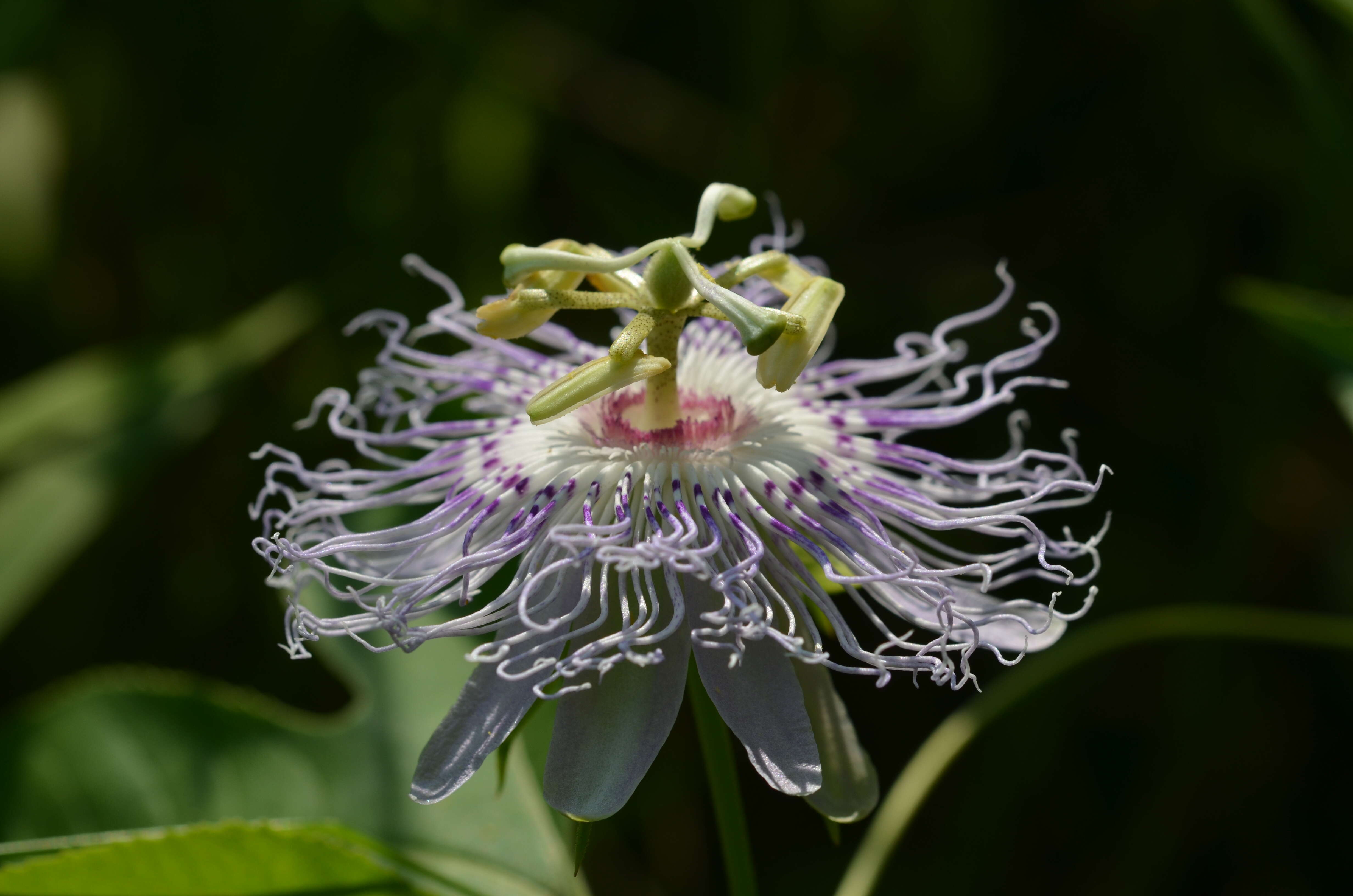 Image of Maypop