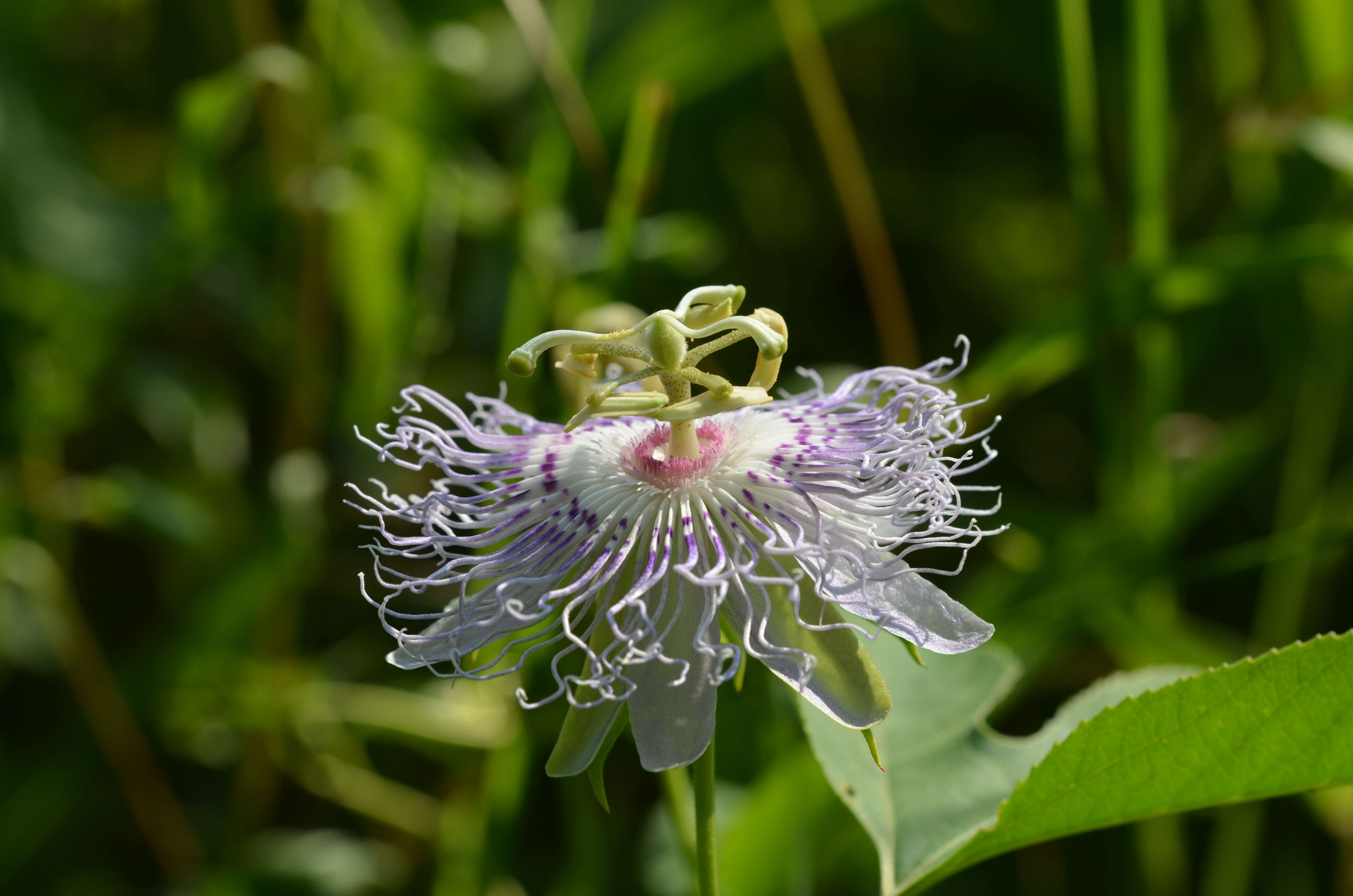 Plancia ëd Passiflora incarnata L.