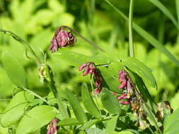 Image of Lathyrus pisiformis L.