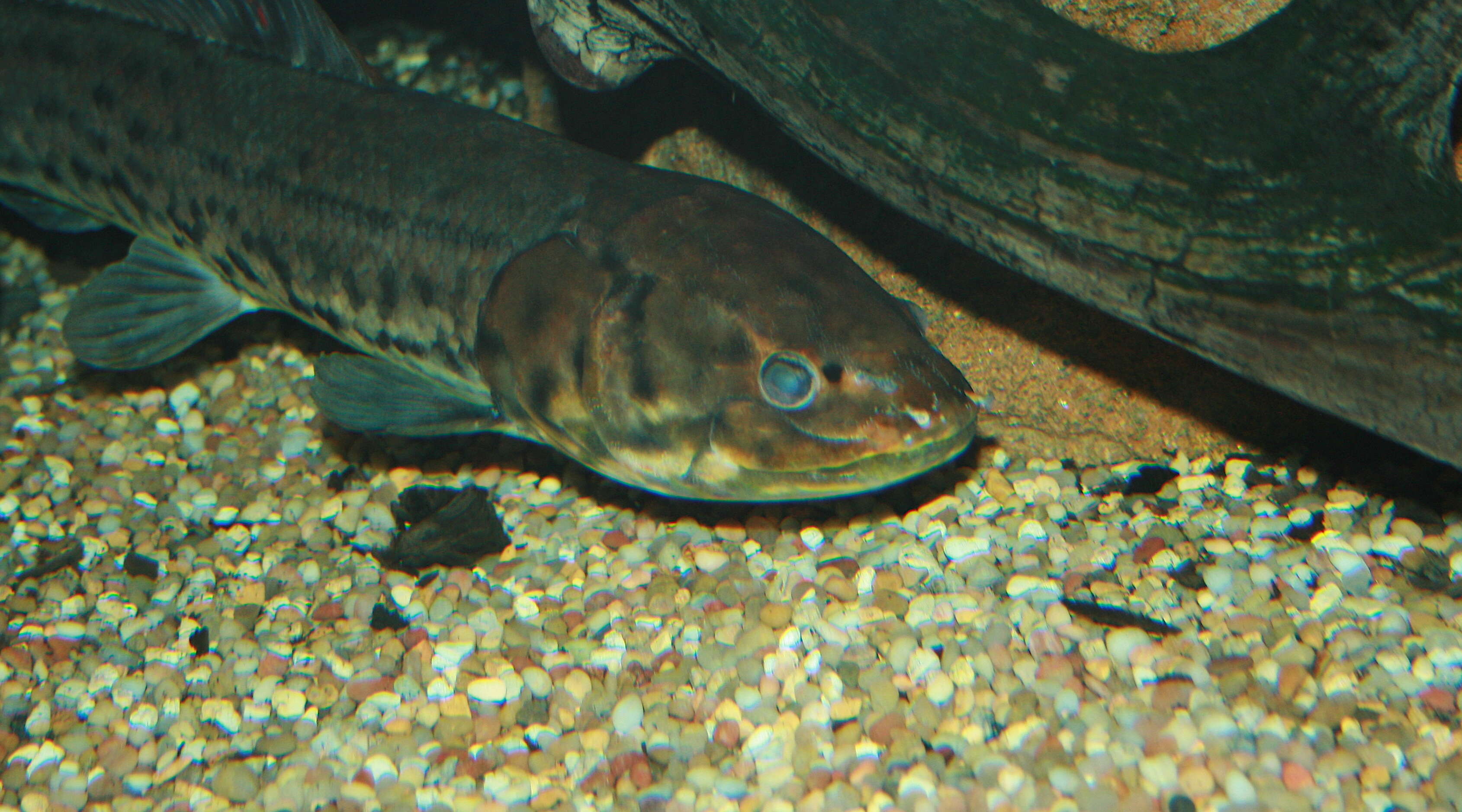 Image of bowfins