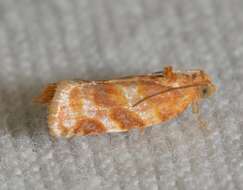 Image of Pine-tube Moth