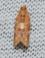 Image of Pine-tube Moth