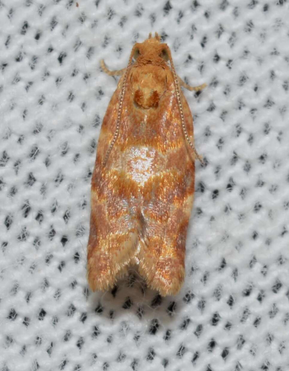 Image of Pine-tube Moth