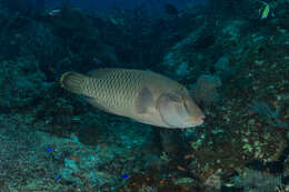 Image of Giant Wrasse