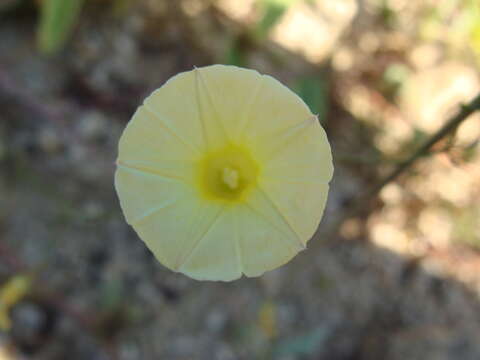 Слика од Ipomoea chamelana J. A. Mc Donald