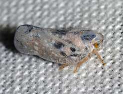 Image of Citrus Flatid Planthopper