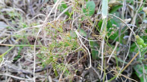 Image of marsh parsley