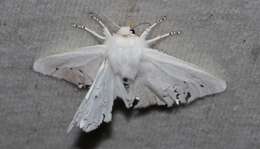 Image of Virginian Tiger Moth