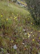 Image of Lomatium marginatum var. marginatum