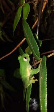 Image of Magdalena Giant Glass Frog