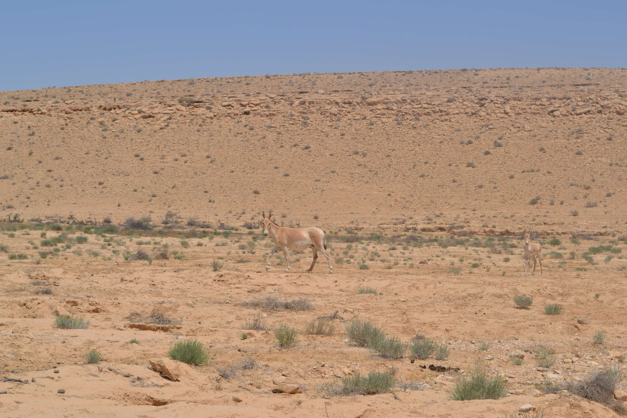 Image of Asian Wild Ass