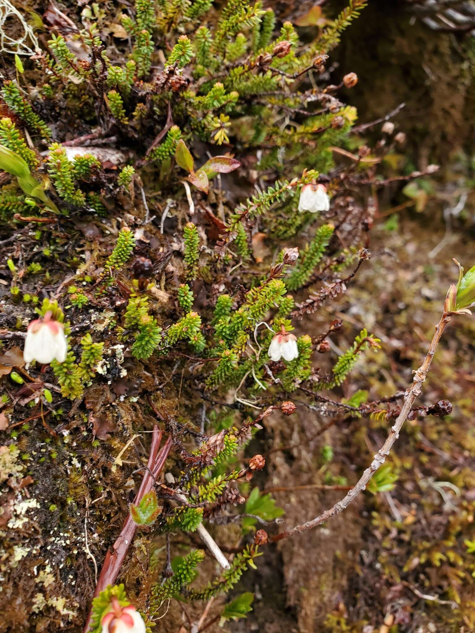 Image of Alaska Bell-Heather