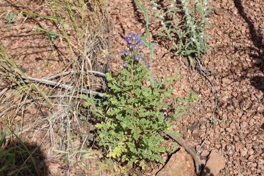 Sivun Phacelia bakeri (Brand) J. F. Macbr. kuva