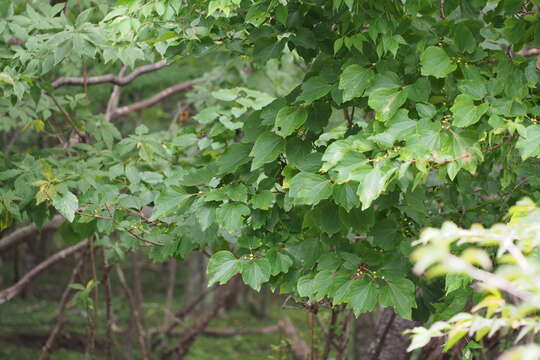 Image of Lindera obtusiloba Bl.