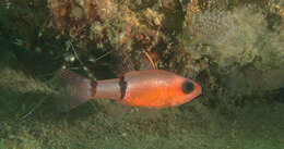 Image of Barred Cardinalfish