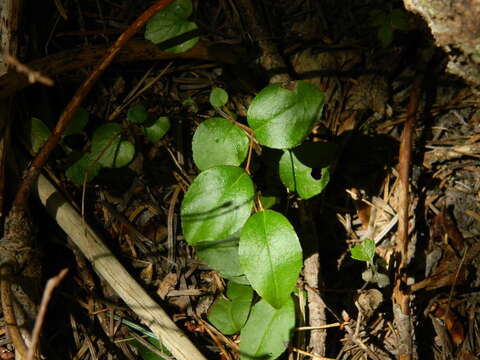 Image of Western Teaberry